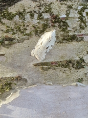 Acleris logiana