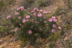 Isopogon dubius