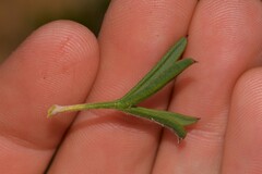 Isopogon dubius