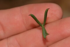 Isopogon dubius