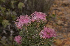 Isopogon dubius