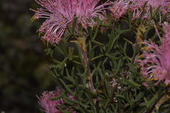 Isopogon dubius