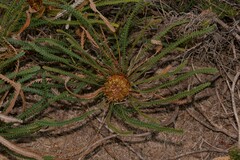 Banksia dallanneyi