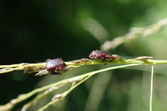 Rhipicephalus appendiculatus