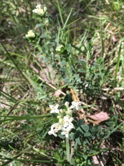 Pimelea humilis