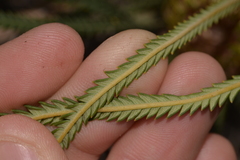 Banksia dallanneyi