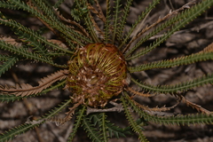 Banksia dallanneyi