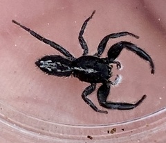 Ocrisiona leucocomis