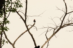 Malimbus rubricollis