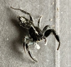 Ocrisiona leucocomis