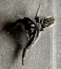 Ocrisiona leucocomis