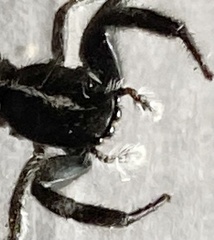 Ocrisiona leucocomis