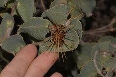 Hakea conchifolia