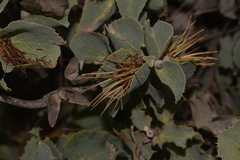 Hakea conchifolia
