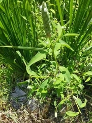 Sphenoclea zeylanica