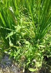 Sphenoclea zeylanica