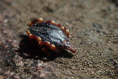 Ixodidae