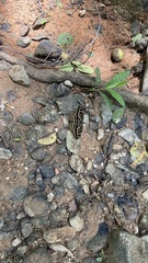 Lexias canescens