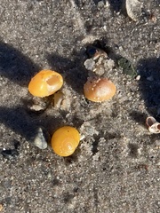 Littorina obtusata