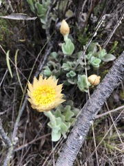 Syncarpha speciosissima