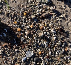 Littorina obtusata