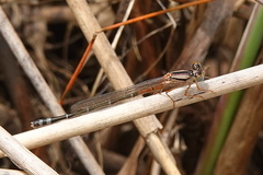 Xanthagrion erythroneurum