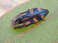 Melobasis nobilitata