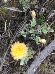 Syncarpha speciosissima