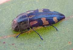 Melobasis nobilitata