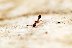 Monomorium floricola