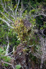 Polystachya ottoniana