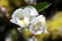 Polystachya ottoniana