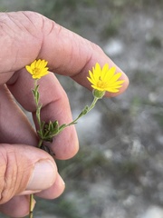 Bradburia pilosa