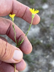 Bradburia pilosa