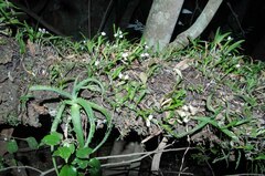 Polystachya ottoniana