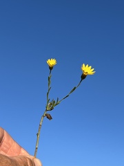 Bradburia pilosa
