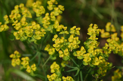 Euphorbia cyparissias