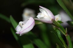 Polystachya ottoniana