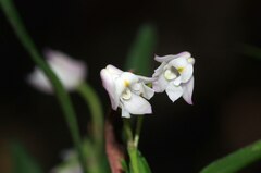 Polystachya ottoniana