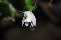 Polystachya ottoniana