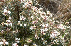Acrothamnus colensoi