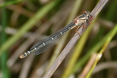 Xanthagrion erythroneurum