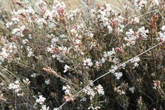 Acrothamnus colensoi