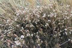 Acrothamnus colensoi