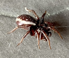 Zodariidae