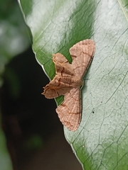Dysaethria moza