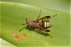 Polistes badius