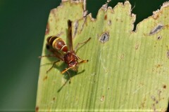 Polistes badius