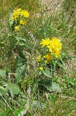 Solidago virgaurea