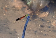 Sundacypha petiolata